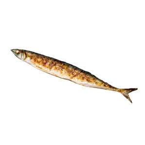 Something Fishy